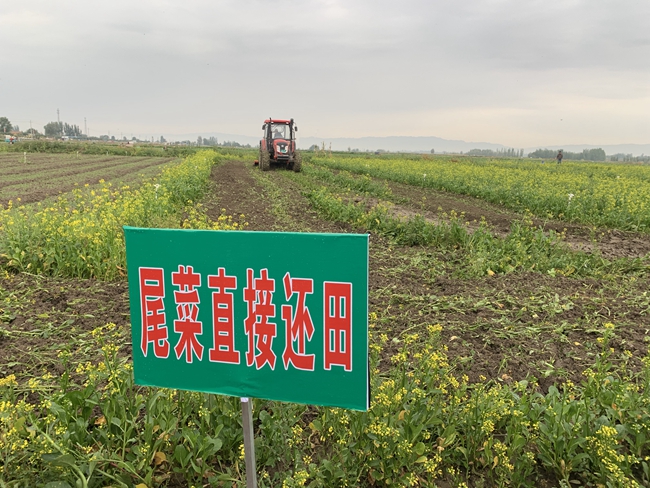 尾菜怎么處理變成有機肥？