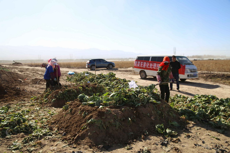 尾菜怎么處理變成有機肥呢？