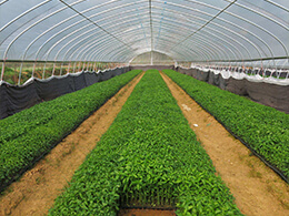 作物需要一定的養(yǎng)分形狀